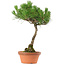 Pinus thunbergii, 37,5 cm, ± 25 anni, con nebari di 5,3 cm