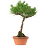Pinus thunbergii, 37,5 cm, ± 25 anni, con nebari di 5,3 cm