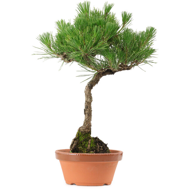 Pinus thunbergii, 37,5 cm, ± 25 jaar oud, met een nebari van 5,3 cm