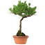 Pinus thunbergii, 37,5 cm, ± 25 jaar oud, met een nebari van 5,3 cm