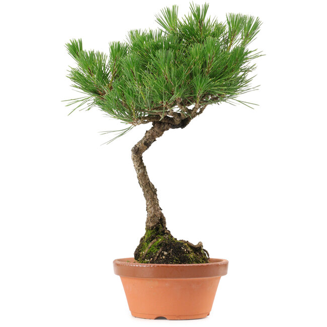 Pinus thunbergii, 37,5 cm, ± 25 años, con un nebari de 5,3 cm.