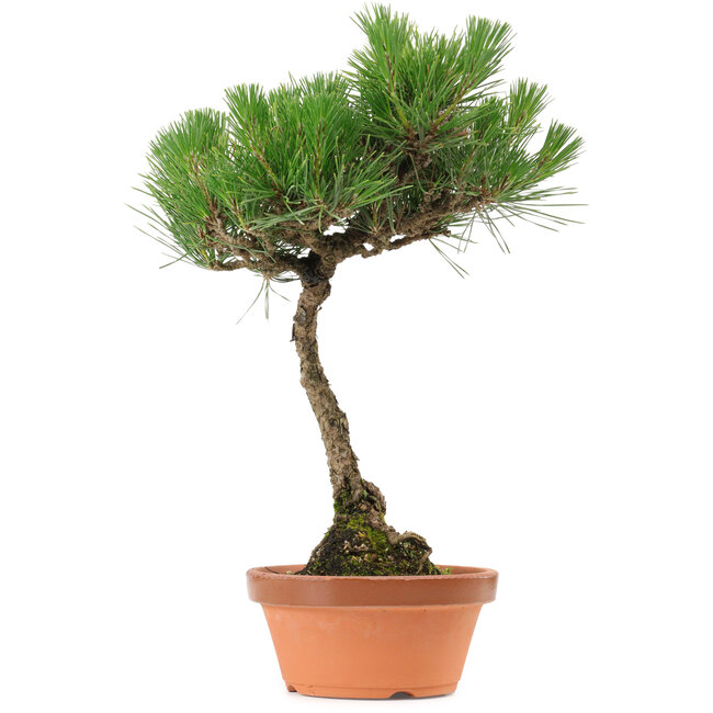 Pinus thunbergii, 37,5 cm, ± 25 años, con un nebari de 5,3 cm.