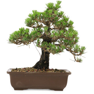 Pinus thunbergii Kotobuki, 27 cm, ± 30 jaar oud