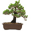 Pinus thunbergii Kotobuki, 27 cm, ± 30 ans, avec un nebari de 4,5 cm