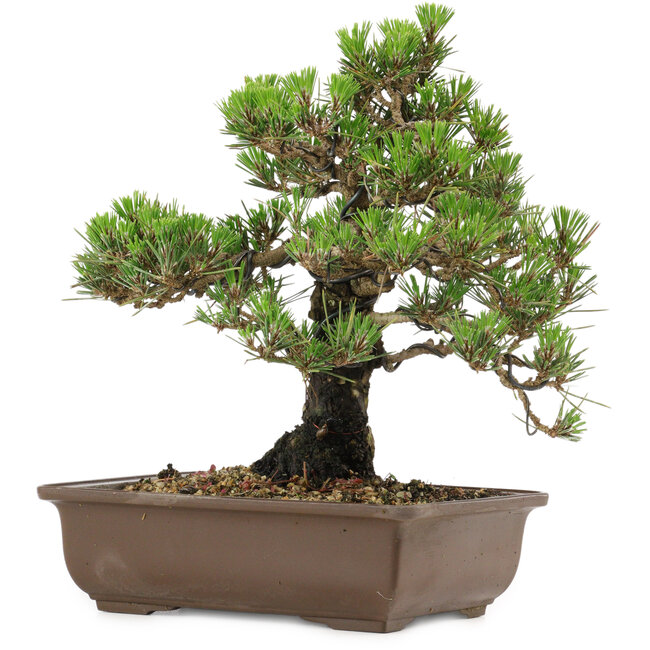 Pinus thunbergii Kotobuki, 27 cm, ± 30 jaar oud, met een nebari van 4,5 cm