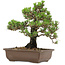 Pinus thunbergii Kotobuki, 27 cm, ± 30 years old, with a nebari of 4,5 cm
