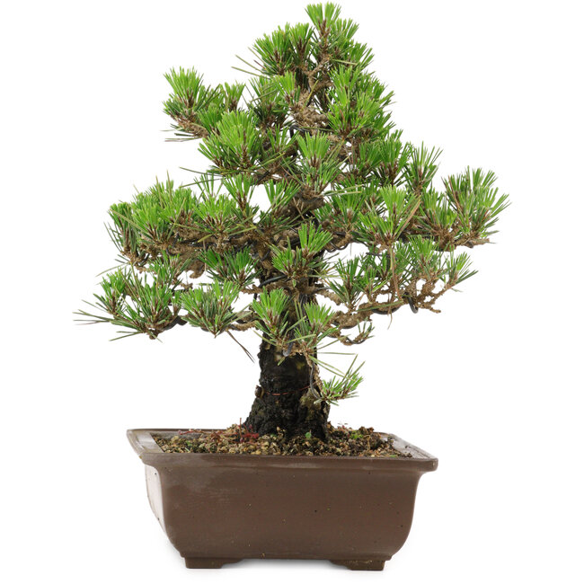 Pinus thunbergii Kotobuki, 27 cm, ± 30 anni, con nebari di 4,5 cm