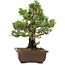 Pinus thunbergii Kotobuki, 27 cm, ± 30 años, con un nebari de 4,5 cm.