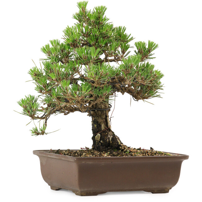 Pinus thunbergii Kotobuki, 27 cm, ca. 30 Jahre alt, mit einem Wurzelansatz von 4,5 cm