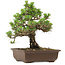 Pinus thunbergii Kotobuki, 27 cm, ± 30 ans, avec un nebari de 4,5 cm