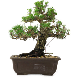 Pinus thunbergii Kotobuki, 27 cm, ± 30 años