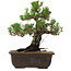 Pinus thunbergii Kotobuki, 27 cm, ± 30 years old, with a nebari of 4,5 cm