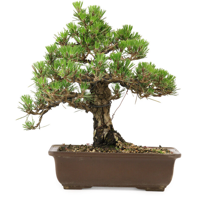 Pinus thunbergii Kotobuki, 27 cm, ± 30 ans, avec un nebari de 4,5 cm
