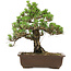 Pinus thunbergii Kotobuki, 27 cm, ± 30 ans, avec un nebari de 4,5 cm