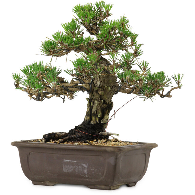 Pinus thunbergii Kotobuki, 27 cm, ± 30 years old, with a nebari of 4,5 cm