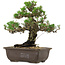 Pinus thunbergii Kotobuki, 27 cm, ± 30 jaar oud, met een nebari van 4,5 cm