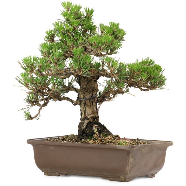 Pinus thunbergii Kotobuki, 27 cm, ± 30 años, con un nebari de 4,5 cm.