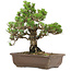Pinus thunbergii Kotobuki, 27 cm, ± 30 ans, avec un nebari de 4,5 cm