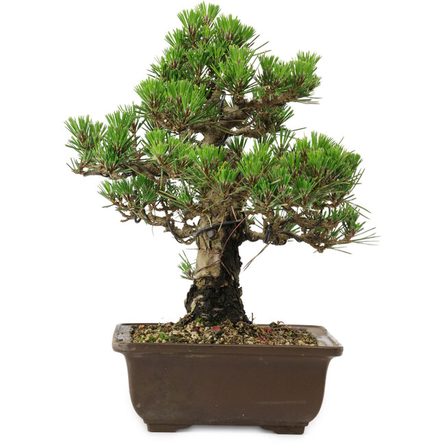 Pinus thunbergii Kotobuki, 27 cm, ca. 30 Jahre alt, mit einem Wurzelansatz von 4,5 cm
