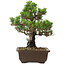 Pinus thunbergii Kotobuki, 27 cm, ± 30 años, con un nebari de 4,5 cm.