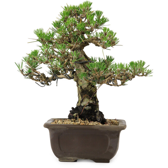Pinus thunbergii Kotobuki, 27 cm, ± 30 anni, con nebari di 4,5 cm