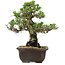 Pinus thunbergii Kotobuki, 27 cm, ± 30 años, con un nebari de 4,5 cm.
