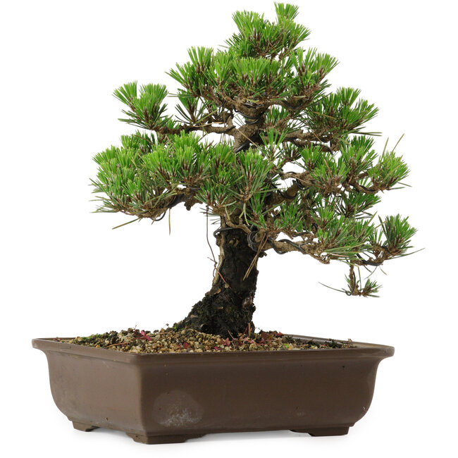 Pinus thunbergii Kotobuki, 27 cm, ± 30 años, con un nebari de 4,5 cm.