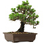 Pinus thunbergii Kotobuki, 27 cm, ca. 30 Jahre alt, mit einem Wurzelansatz von 4,5 cm