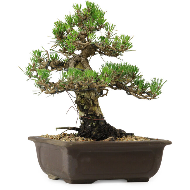 Pinus thunbergii Kotobuki, 27 cm, ± 30 jaar oud, met een nebari van 4,5 cm