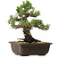 Pinus thunbergii Kotobuki, 27 cm, ± 30 years old, with a nebari of 4,5 cm