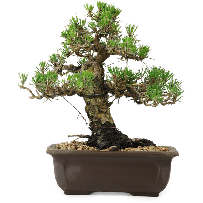 Pinus thunbergii Kotobuki, 27 cm, ± 30 years old, with a nebari of 4,5 cm