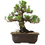 Pinus thunbergii Kotobuki, 27 cm, ± 30 jaar oud, met een nebari van 4,5 cm