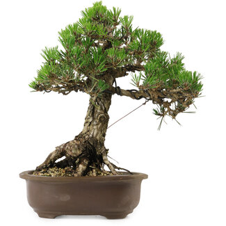 Pinus thunbergii Kotobuki, 27 cm, ± 30 anni
