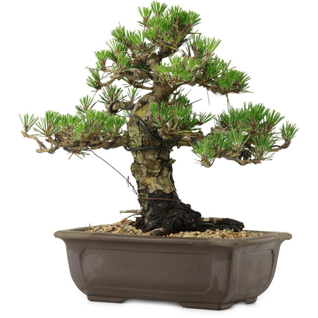 Pinus thunbergii Kotobuki, 27 cm, ± 30 años, con un nebari de 4,5 cm.