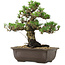 Pinus thunbergii Kotobuki, 27 cm, ± 30 anni, con nebari di 4,5 cm