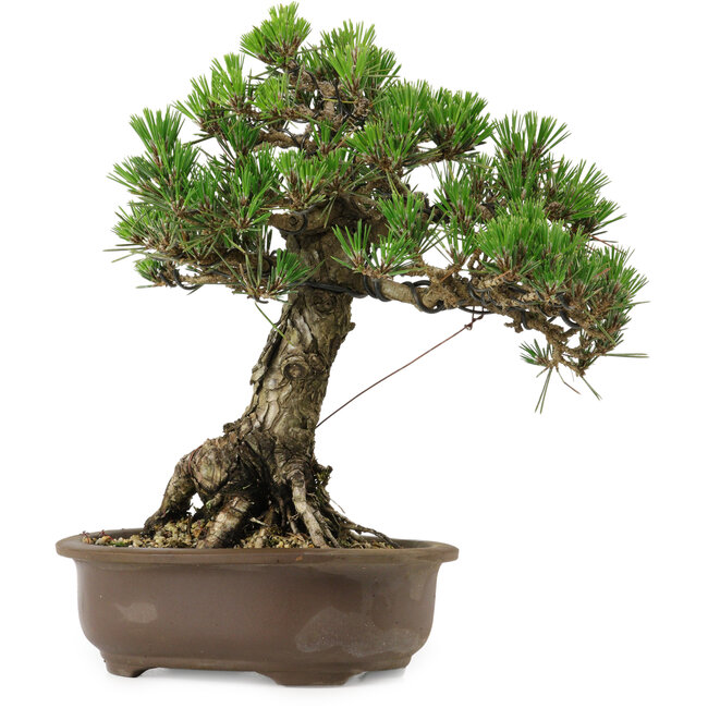 Pinus thunbergii Kotobuki, 27 cm, ± 30 years old, with a nebari of 4,5 cm