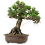 Pinus thunbergii Kotobuki, 27 cm, ± 30 años, con un nebari de 4,5 cm.