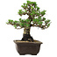 Pinus thunbergii Kotobuki, 27 cm, ± 30 años, con un nebari de 4,5 cm.