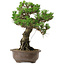 Pinus thunbergii Kotobuki, 27 cm, ± 30 anni, con nebari di 4,5 cm