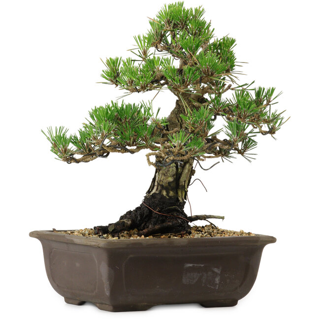 Pinus thunbergii Kotobuki, 27 cm, ± 30 anni, con nebari di 4,5 cm