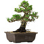 Pinus thunbergii Kotobuki, 27 cm, ± 30 ans, avec un nebari de 4,5 cm