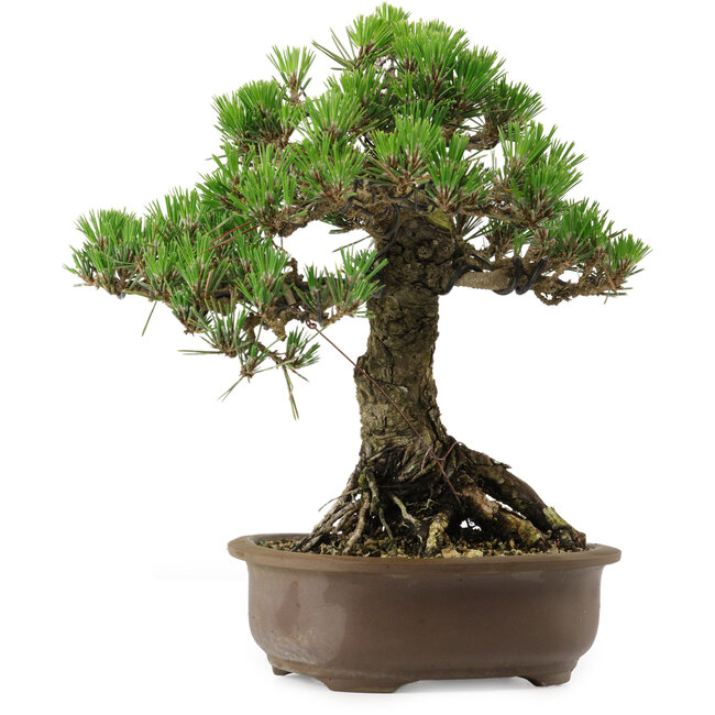 Pinus thunbergii Kotobuki, 27 cm, ± 30 años, con un nebari de 4,5 cm.