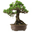 Pinus thunbergii Kotobuki, 27 cm, ± 30 years old, with a nebari of 4,5 cm