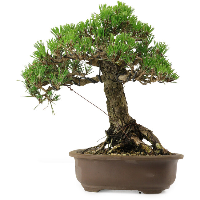Pinus thunbergii Kotobuki, 27 cm, ± 30 ans, avec un nebari de 4,5 cm