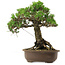 Pinus thunbergii Kotobuki, 27 cm, ± 30 años, con un nebari de 4,5 cm.