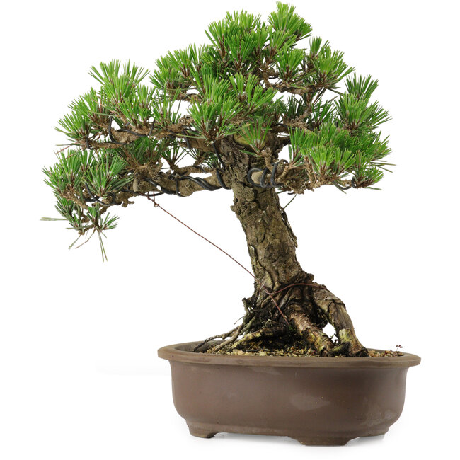 Pinus thunbergii Kotobuki, 27 cm, ± 30 jaar oud, met een nebari van 4,5 cm