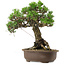 Pinus thunbergii Kotobuki, 27 cm, ± 30 years old, with a nebari of 4,5 cm