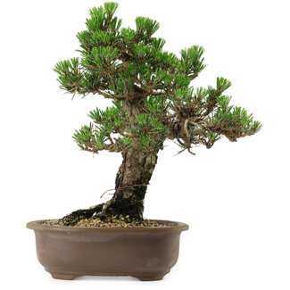 Pinus thunbergii Kotobuki, 27 cm, ± 30 jaar oud