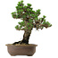 Pinus thunbergii Kotobuki, 27 cm, ± 30 anni, con nebari di 4,5 cm