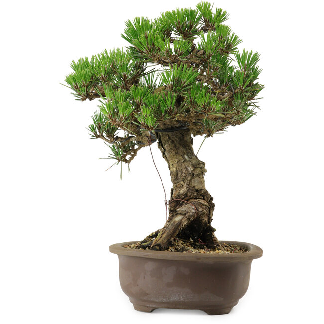 Pinus thunbergii Kotobuki, 27 cm, ca. 30 Jahre alt, mit einem Wurzelansatz von 4,5 cm